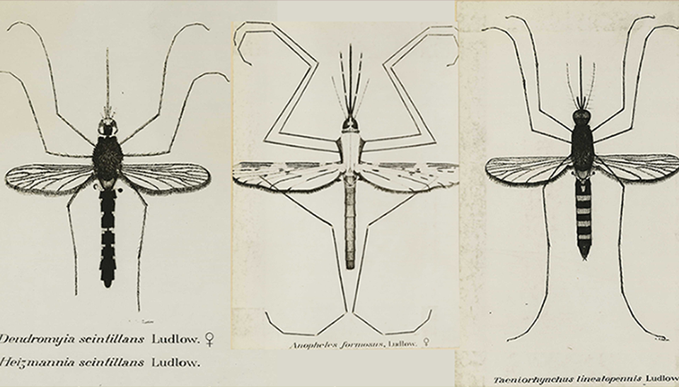 Image: 'Dr. Clara Ludlow: from Music to Mosquitoes'