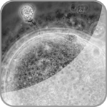 Unicellular Embryo