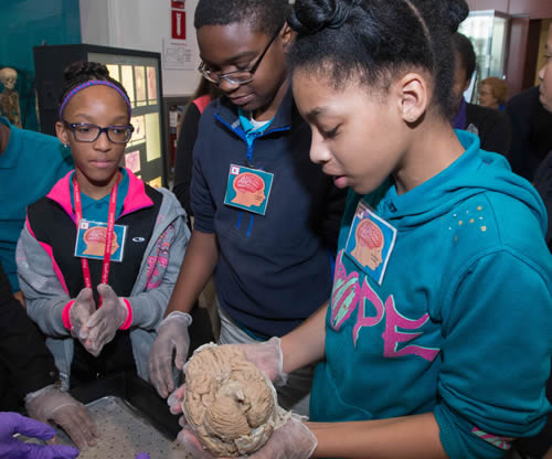 Students holding a real human brain during NMHM's Brain Awareness Week.