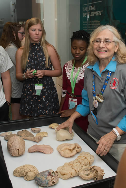 Docent Human Body Discovery Cart showing plastinated human organs.