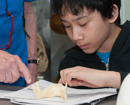 Boy looking at replica of a human mandible while completing a forensics worksheet.