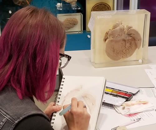 Participant sketching a human heart preserved in a fluid filled container during NMHM's sketching program.