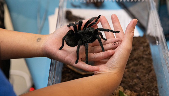 Bugapalooza spider