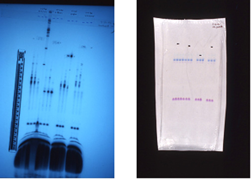 Sheets showing results of gene sequencing processes.