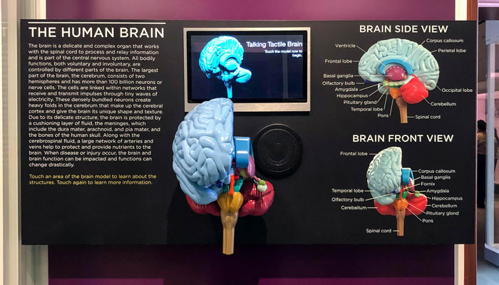 Tactile brain model